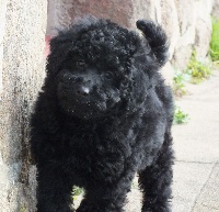 Du Domaine De Cedbey's - Caniche - Portée née le 08/12/2015