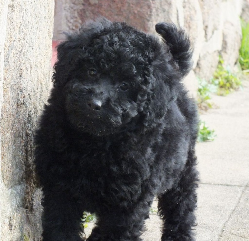 Du Domaine De Cedbey's - Caniche - Portée née le 08/12/2015
