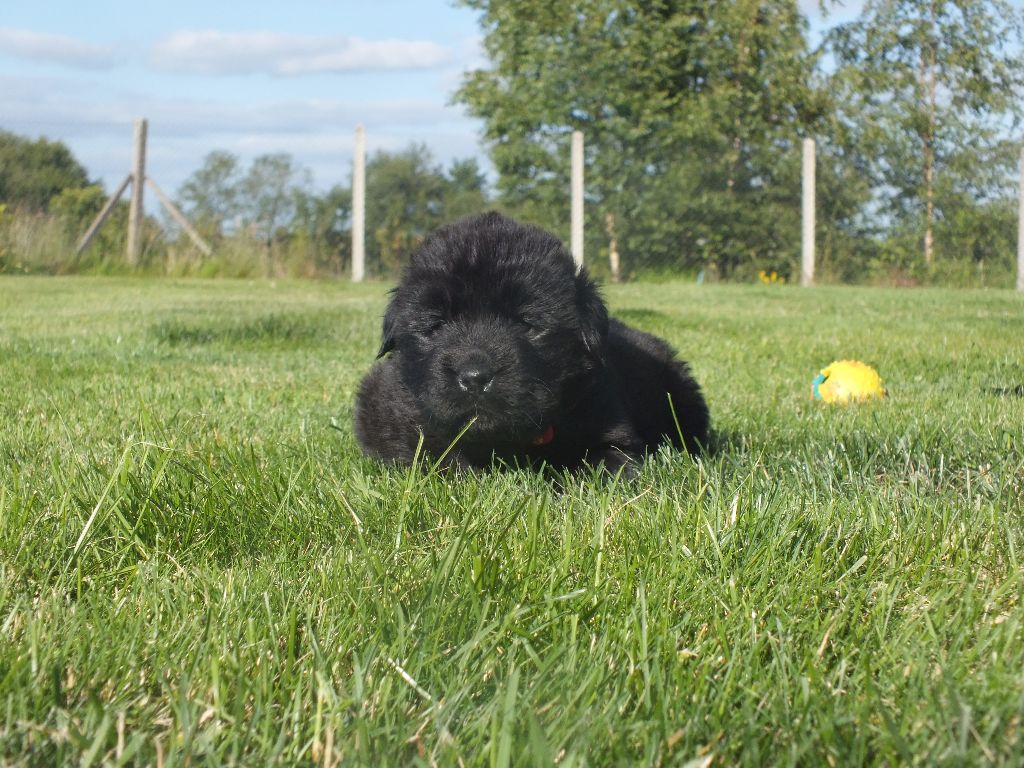 Du Domaine De Cedbey's - Chiots disponibles - Terre-neuve