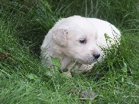 CHIOT