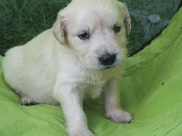 CHIOT