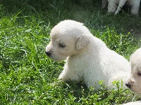 CHIOT