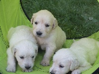 CHIOT