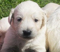 CHIOT
