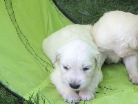 CHIOT
