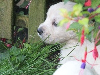 CHIOT